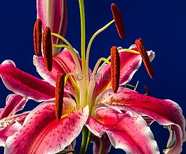 百合,開花,花