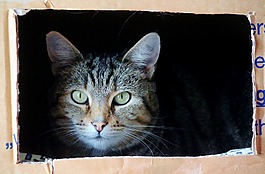 猫,猫脸,移动框