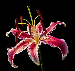百合,開花,花