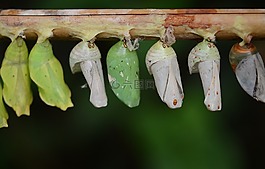 繭,綠色,幼蟲(chóng)