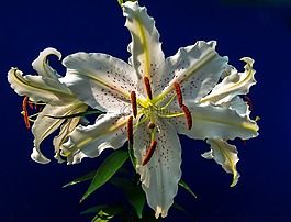 百合,開花,花