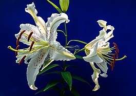 百合,開(kāi)花,花