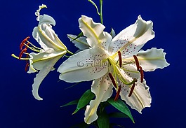 百合,開花,花