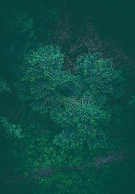 綠色,植物,葉子
