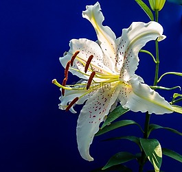 百合,開花,花