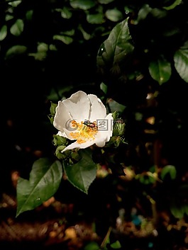 protaetia cuprea,鞘翅目,白