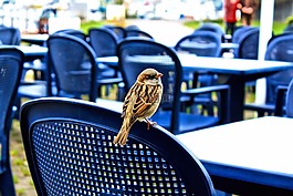 麻雀,鳥,動物