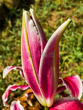 百合,開花,花