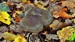 蘑菇,秋季,性質(zhì)
