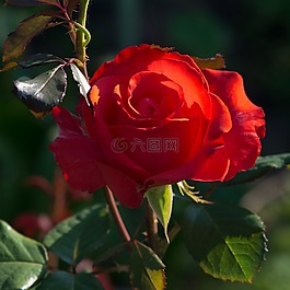 玫瑰,紅色,花卉