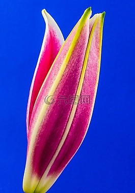百合,開花,花