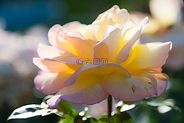 玫瑰,黃玫瑰,花卉
