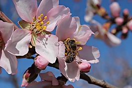 蜜蜂,字段,蜂蜜