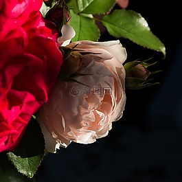 玫瑰,花束,鮮花