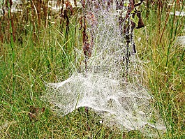 秋季,web,性質(zhì)