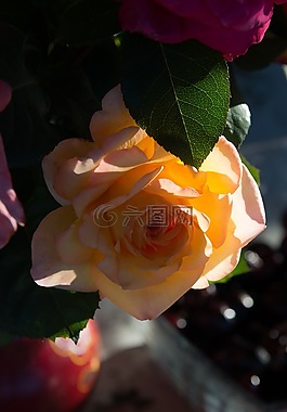 玫瑰,黃色,花卉