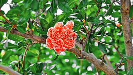 石榴,花卉,夏季