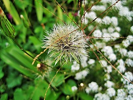 蒲公英种子头,蒲公英,种子