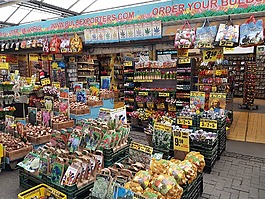 阿姆斯特丹,荷蘭,城市
