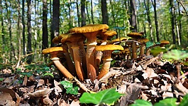 鋼坯蘑菇,秋季,森林