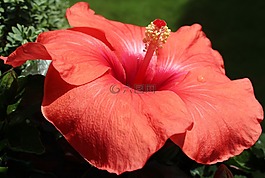 芙蓉,錦葵,開花