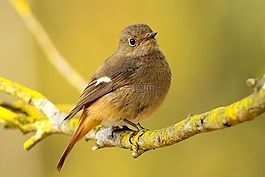 鳥,黃色,枝杈