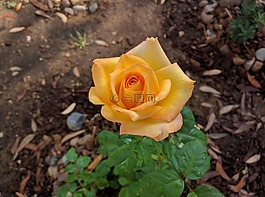 玫瑰,花,黃色
