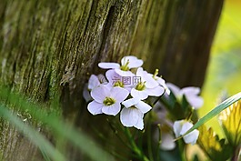 花,籬笆,罩衫