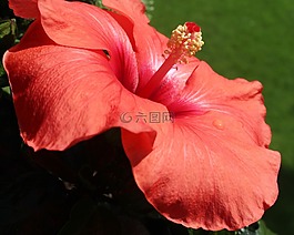 芙蓉,錦葵,開花