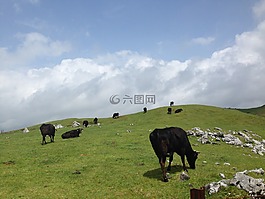 牛,草甸,自然