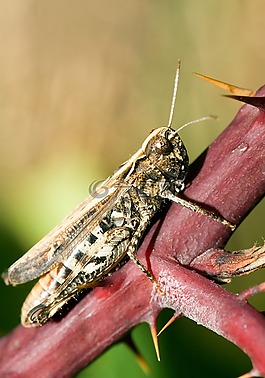 棕色的蚂蚱,chorthippus brunneus,glyptobothrus brunneus