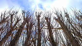自然,樹,天空