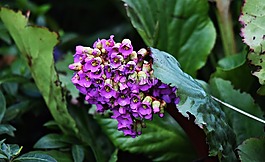 宏,花,特寫(xiě)