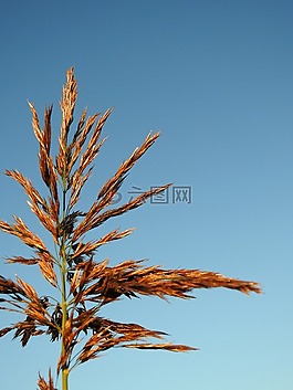 草,種子,廠