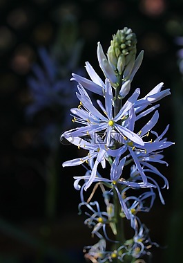 camassia,燈泡,花