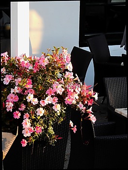 花,開花,廠