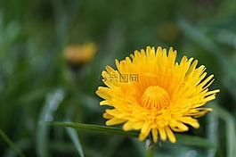 蒲公英,花,開花