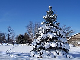 雪,圣誕樹(shù),藍(lán)色的天空