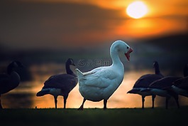 鴨,動(dòng)物,鳥(niǎo)