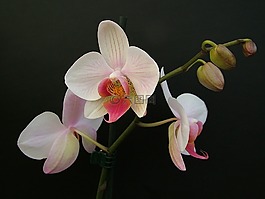 蘭花,蝴蝶蘭,花
