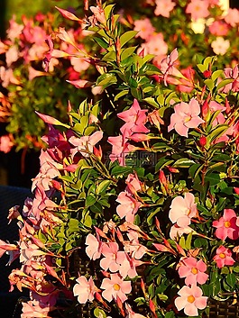 花,開(kāi)花,廠