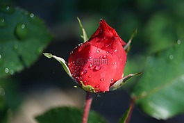 玫瑰,紅色,芽