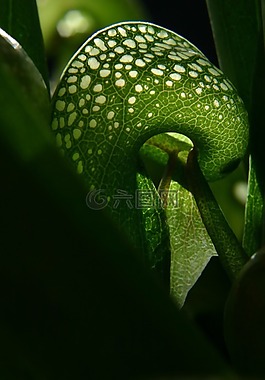 darlingtonia,眼镜蛇百合,食肉