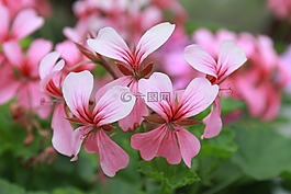花,植物,花園