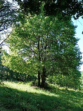 景觀,樹(shù),性質(zhì)