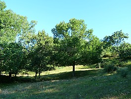 景觀,性質(zhì),場(chǎng)