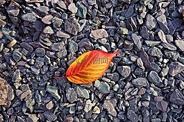 葉,秋葉,紅色