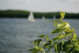 夏季,帆,水