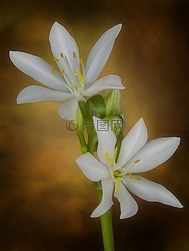 白,花園,花