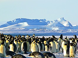 帝企鵝,南極,生活